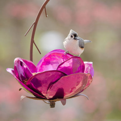 Crab Apple Bird Feeder with bird perched