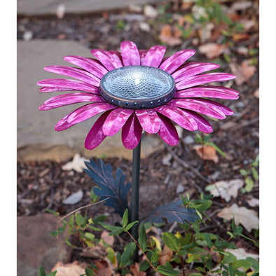 Pink Daisy Solar Light near pathway