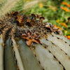 Close up of Fishhook Barrel flowers