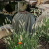 Fishhook Barrel Cactus in landscape bed