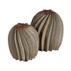 Small and large Fishhook Barrel Cactus