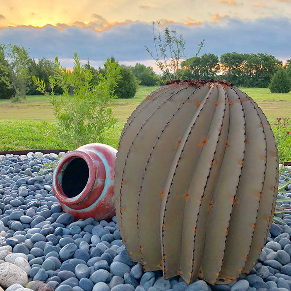 Fishhook Barrel Cactus in yard with sunset in background