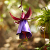 Fuchsia Bird Feeder hanging in yard with hummingbird