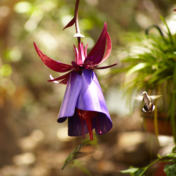 Fuchsia Bird Feeder hanging in yard with hummingbird