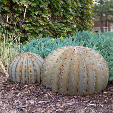 Golden Barrel Cacti, small and large, in landscape bed