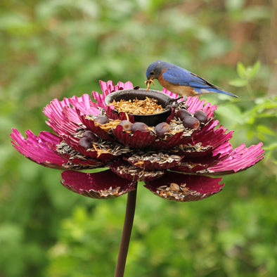 Pink Parfait Peony Feeder