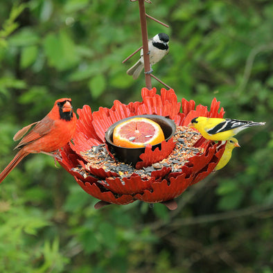 Sunset Peony Feeder