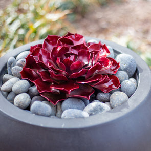 Ruby Rose Succulent