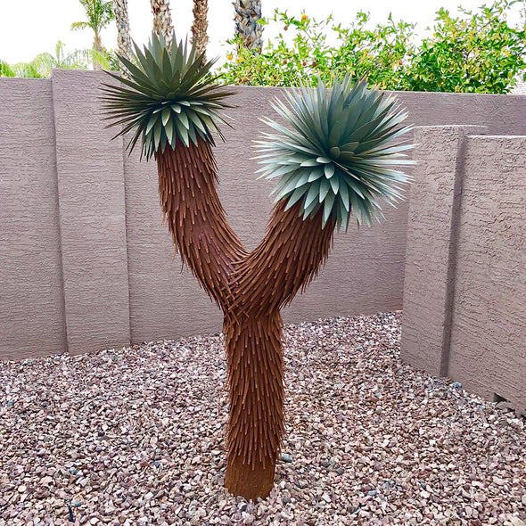 Two Arm Joshua Tree in yard, next to wall