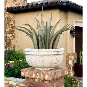 Octopus Agave in large concrete pot next to house