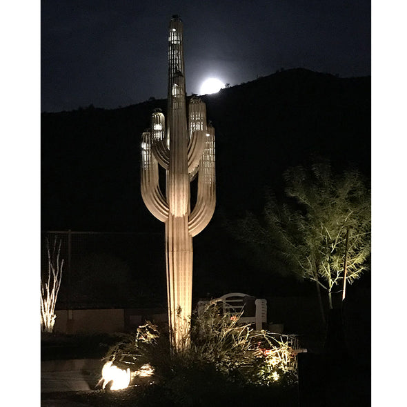 Saguaro in landscape with accent lighting