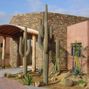 Metal cactus (saguaros) in landscape bed outside desert home