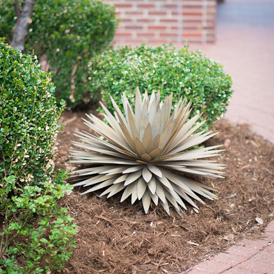 Steel Yucca in landscape bed next to bushes