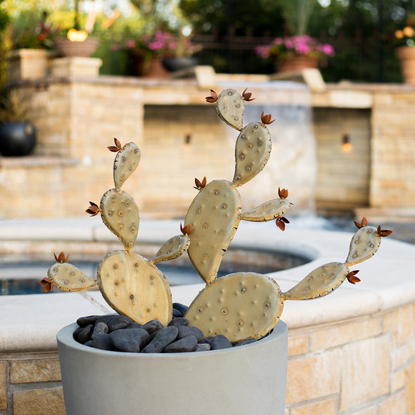 Steel Prickly Pear in pot next to pool