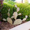 Prickly Pear sculpture in landscape bed - Ancho