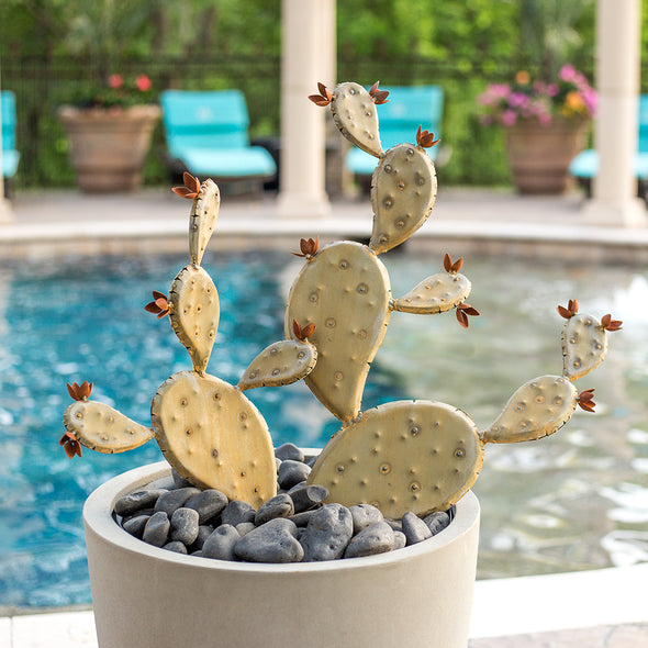 Steel Prickly Pear in pot next to pool - Ancho