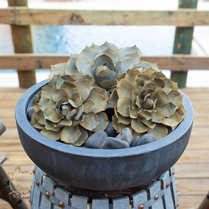 Blue Rose Succulent