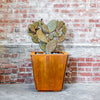 Prickly Pear | Queen of Hearts