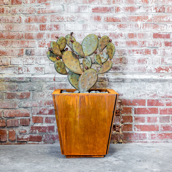 Prickly Pear | Queen of Hearts