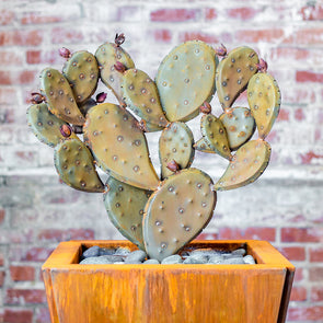 Prickly Pear | Queen of Hearts