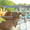 Steel Prickly Pear in pot next to pool - Pops