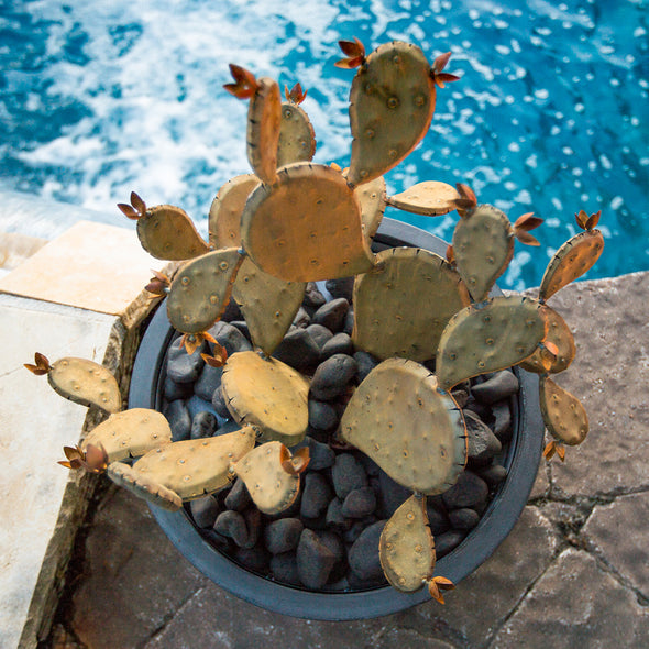 Steel Prickly Pear in pot next to pool - Redondo