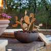 Steel Prickly Pear in pot - Redondo