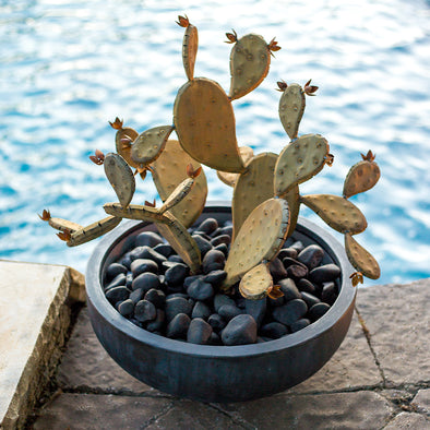 Steel Prickly Pear in pot next to pool - Redondo