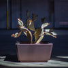 Reyes Planter