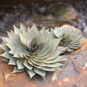 Spiral Aloe