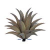 Sawtooth Agave