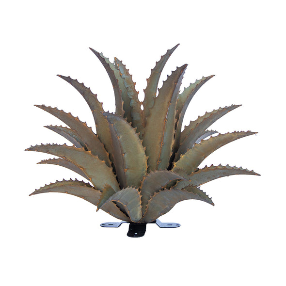 Sawtooth Agave