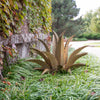 Sawtooth Agave