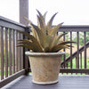 Sawtooth Agave