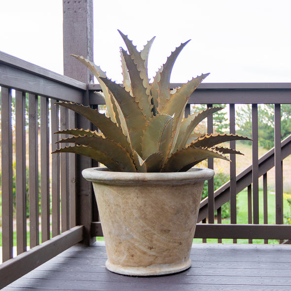 Sawtooth Agave