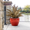 Sawtooth Agave