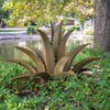 Sawtooth Agave