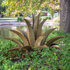 Sawtooth Agave