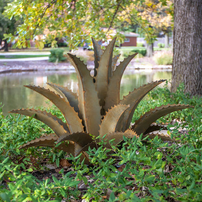 Sawtooth Agave