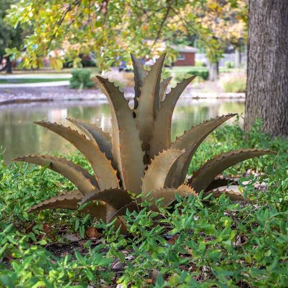 Sawtooth Agave