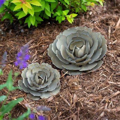 Moon Succulent