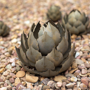 Artichoke Agave