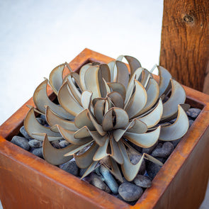 Topsy Turvy Succulent