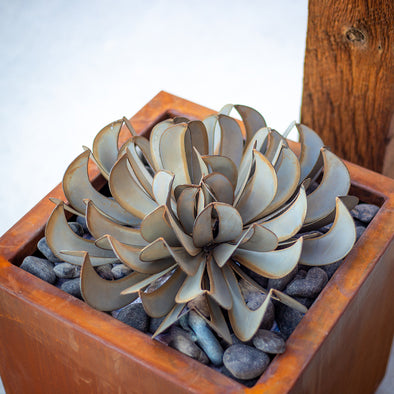 Topsy Turvy Succulent